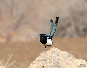 小喜鹊尾巴长,小喜鹊尾巴的秘密与魅力