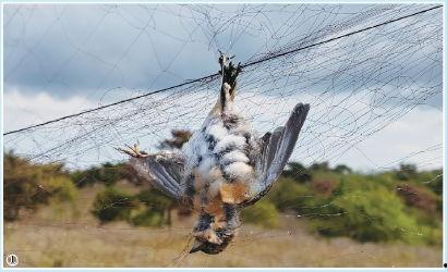 捕鸟者,揭秘自然界的生存法则